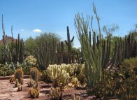 Desert_Botanical_Gardens