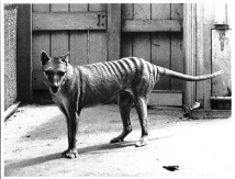 Benjamin-1936-thylacine-7908366-500-381